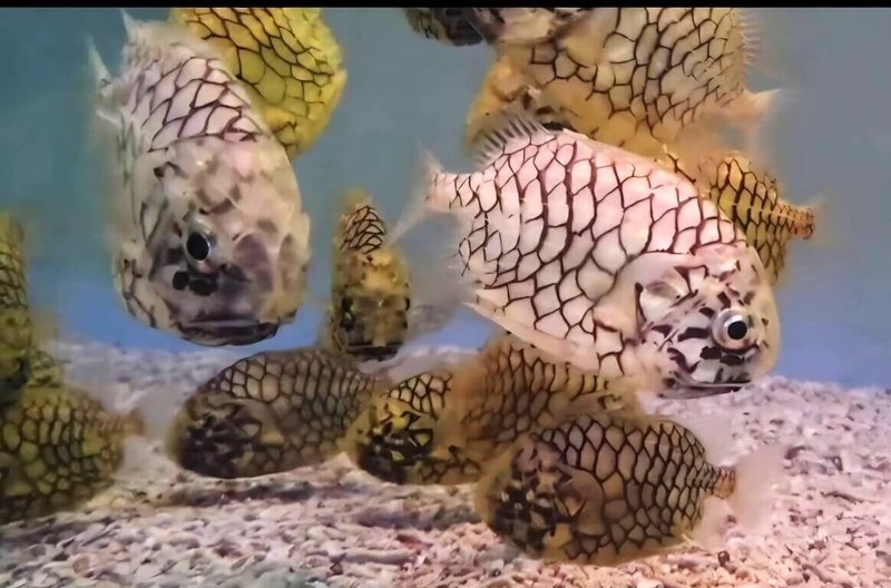 端午連假到來，澎湖水族館19日起推出「粽夏澎湖．魚你相遇」限定活動，並展出鳳梨魚。（澎湖水族館提供）中央社  115年6月18日