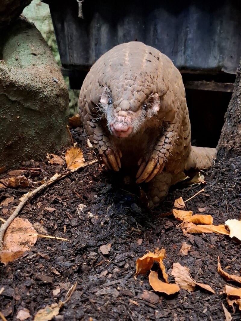 台北市立動物園表示，穿山甲「果寶」在移居捷克布拉格動物園4年後，又為助力域外保育而前往德國法蘭克福動物園。（圖取自facebook.com/ZooFFM）