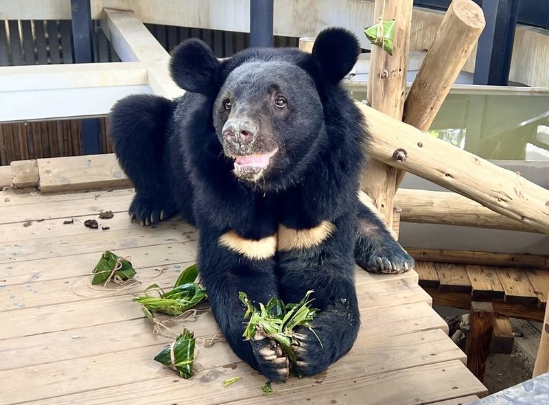 壽山動物園在端午連假為園區動物設計多款應景「動物粽」，圖為黑熊「黑皮」享用專屬肉粽。（高雄市觀光局提供）中央社記者林巧璉傳真　115年6月19日