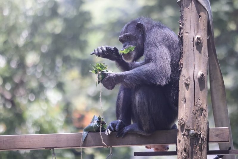 壽山動物園在端午連假為園區動物設計多款應景「動物粽」，圖為黑猩猩「美珍」在棲架品嘗特製菜粽。（高雄市觀光局提供）中央社記者林巧璉傳真　115年6月19日