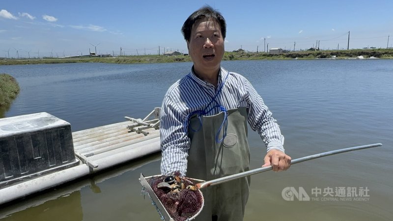 雲林縣文蛤養殖業者指出，6月初連續降雨沖淡魚塭的鹹度，近日烈陽高照，池底的文蛤宛如洗三溫暖，出現大量暴斃；雲林縣府近日接獲各鄉鎮所回報，預計22日啟動四方會勘。  中央社記者姜宜菁攝  115年6月21日