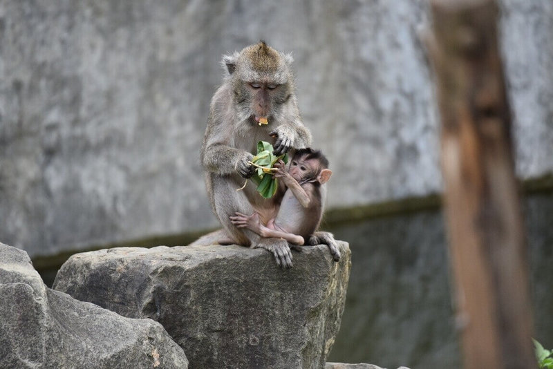 有民眾反映新竹市立動物園越來越冷清；民主進步黨新竹市長參選人莊競程表示，市府應提前招商，避免場館營運空窗並辦活動恢復榮景。圖為新竹動物園日前為動物準備「粽子」應景過端午。（新竹市政府提供）中央社記者魯鋼駿傳真　115年6月22日