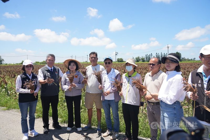 受6月初連續豪雨及高溫天氣影響,雲林縣文蛤大量暴斃、高粱穗上發芽情形,品質不符契作收購標準,縣長張麗善(左3)22日會勘,呼籲中央儘速公告天然災害救助,協助農漁民度過難關。 中央社記者姜宜菁攝 115年6月22日