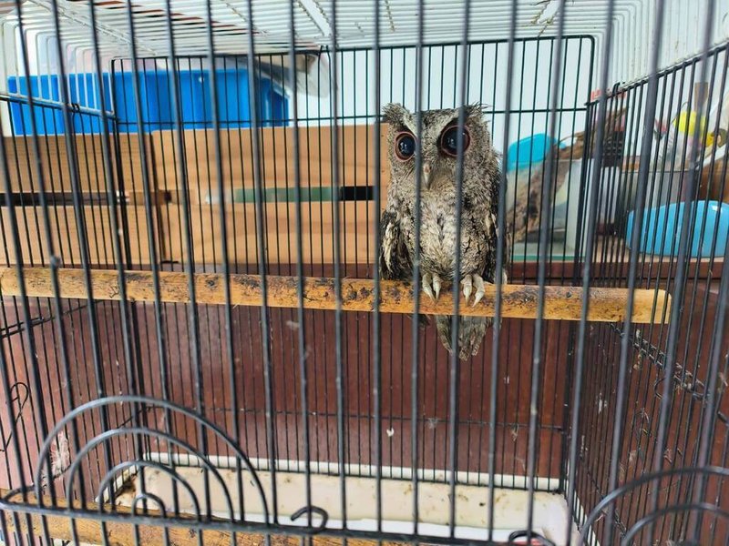 新北市鐘姓男子涉嫌違法捕捉豢養野生動物，警方接獲檢舉前往鐘男家中查緝，赫見保育類台灣領角鴞被拘禁在狹小鳥籠，全案依違反野保法送辦。（警方提供）中央社記者管瑞平傳真　115年6月23日