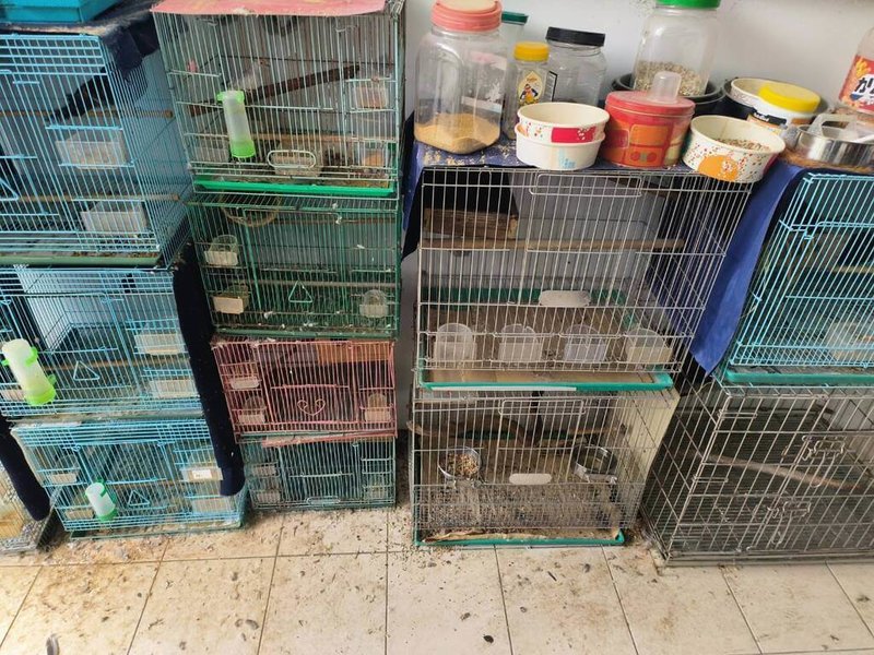 新北市鐘姓男子涉嫌違法捕捉豢養野生動物,保七總隊第五大隊接獲檢舉前往鐘男家中查緝,發現「紫嘯鶇」、「翠玉鳩」等野生鳥禽以及保育類台灣領角鴞都被拘禁在狹小籠中,除依法送辦,後續由新北市動保處照顧讓其回歸山林。(警方提供)中央社記者管瑞平傳真 115年6月23日
