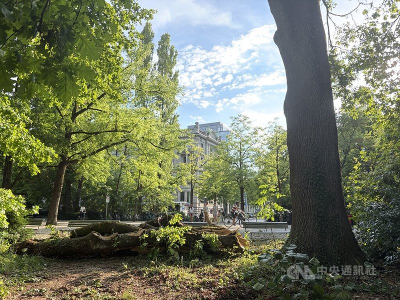 瑞士蘇黎世公園內約3人才能環抱的巨大橡樹，樹枝遭強風折斷，重量達數百公斤。中央社記者郭芳君蘇黎世攝　115年6月23日