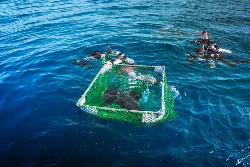 新加坡海洋生態館飼育1尾來自台灣東部海域的波口鱟頭鱝（飯匙鯊），並於民國114年產下數尾幼魚，其中1尾提供海洋委員會海洋保育署標識放流。在各方團隊協力下，22日將該尾幼魚運至台東外海野放，期盼透過復育放流補充野外族群資源，並藉裝置衛星標識器追蹤其存活情形及棲地利用模式。（海保署提供）中央社記者張已亷傳真　115年6月23日