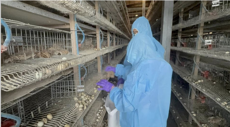 彰化縣動物防疫所日前獲報，福興鄉一處鵪鶉場出現異常死亡情形，經人員採樣驗出新型H5N1亞型高病原性禽流感病毒，23日進行撲殺及消毒作業。（彰化縣政府提供）中央社記者吳哲豪傳真　115年6月23日