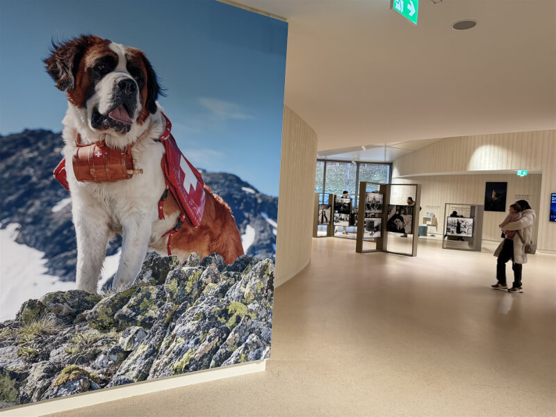 瑞士瓦萊州的聖伯納犬中心Barryland展出巨幅照片，聖伯納犬脖子上繫著烈酒小木桶是大眾熟悉的可愛模樣。