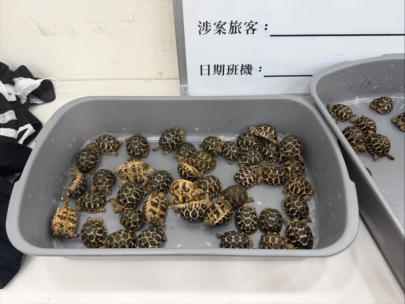 陳姓男子赴泰國以每隻800泰銖購買70隻保育類印度星龜，並用膠帶綑綁於大腿內側搭機走私返台，在高雄機場當場被查獲，檢方偵結後依法起訴。（民眾提供）中央社記者洪學廣傳真　115年6月25日