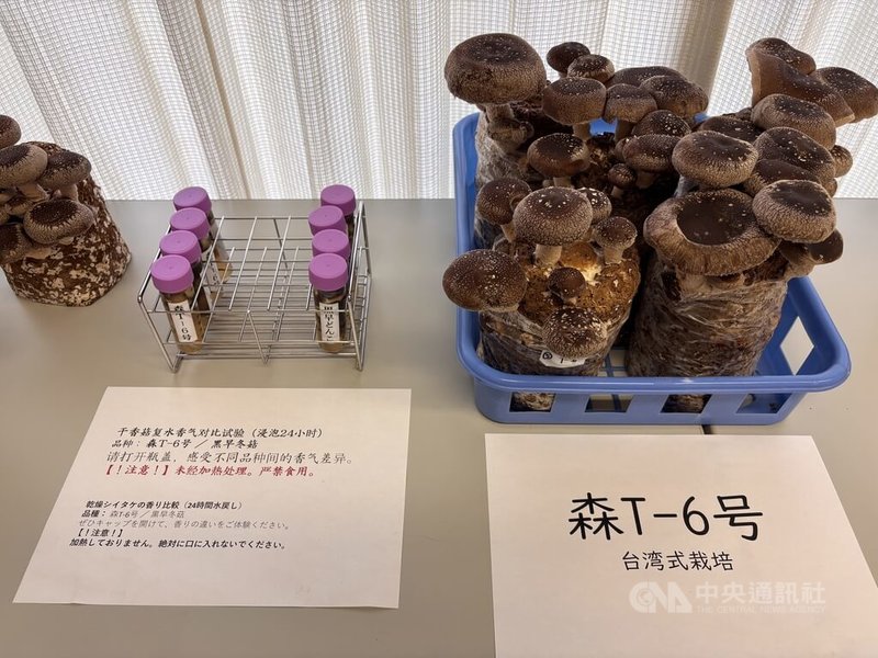 台中市新社區農會及農業部菇類專家組團，赴日本參訪森產業株式會社，26日上午舉行座談會，現場展示菇類培育樣本。中央社記者戴雅真群馬攝　115年6月26日