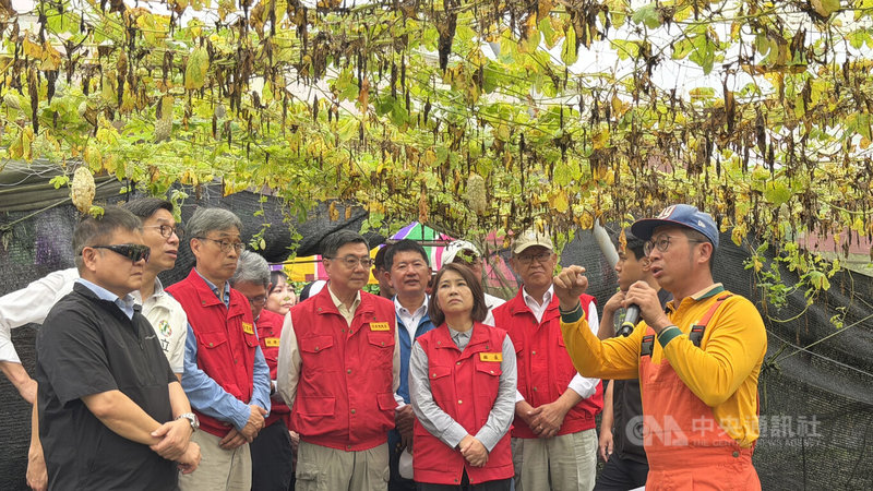 行政院長卓榮泰（前中左）27日南下屏東九如視察農損，縣長周春米（前中右）一同前往，並聽取農民說明苦瓜因大雨損害情形。中央社記者李卉婷攝　115年6月27日