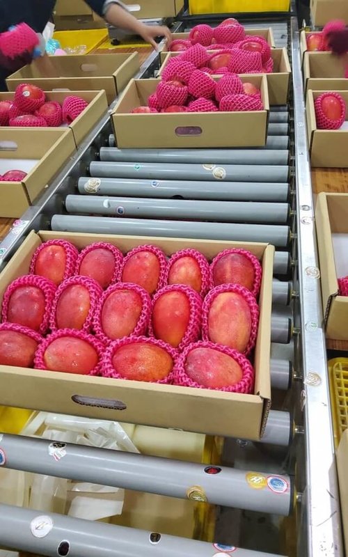 正值台南芒果產季，台南愛文芒果28日將空運英國500公斤，也是台灣首批出口英國的芒果。（台南市政府提供）中央社記者張榮祥台南傳真 115年6月27日