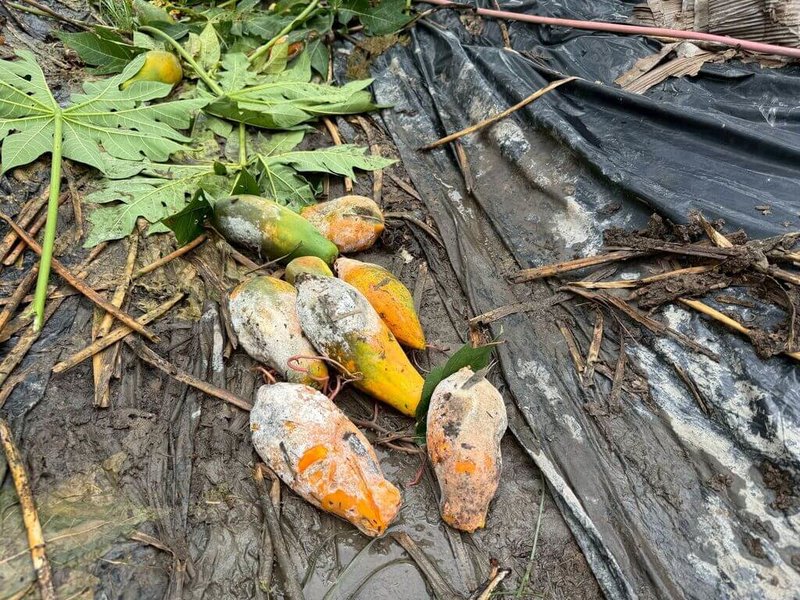 受連日豪雨影響，高雄市農損截至28日上午10時累計達新台幣5098萬5000元，主要受損作物包含木瓜等。（高雄市農業局提供）中央社記者蔡孟妤傳真 115年6月28日