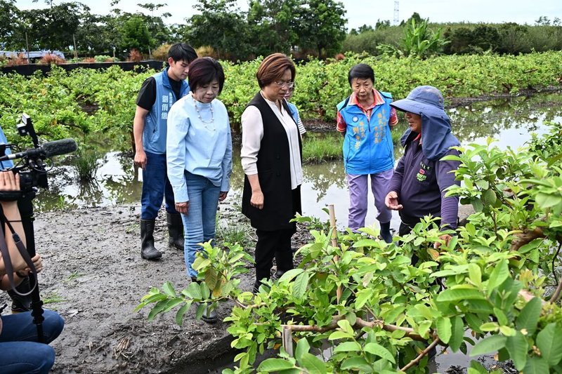 彰化縣長王惠美（前左）28日前往芭樂重要產區溪州鄉勘災時表示，正值夏季芭樂發育關鍵期，強降雨打落大量花蕊，且長時間積水會導致根系缺氧腐爛，後續還可能引發延遲性疫病，衝擊果農整年收益，希望中央一併納入天災救助品項。（彰化縣政府提供）中央社記者鄭維真傳真 115年6月28日