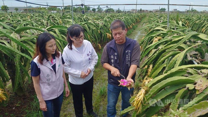 太保市長鄭淑分（中）、農會總幹事黃靜玉（左）28日到安仁里果樹產銷班瞭解連日大雨對火龍果的影響，果農張榮庭（右）說，強降雨直接造成火龍果授粉不成、花苞爛掉。中央社記者蔡智明攝 115年6月28日