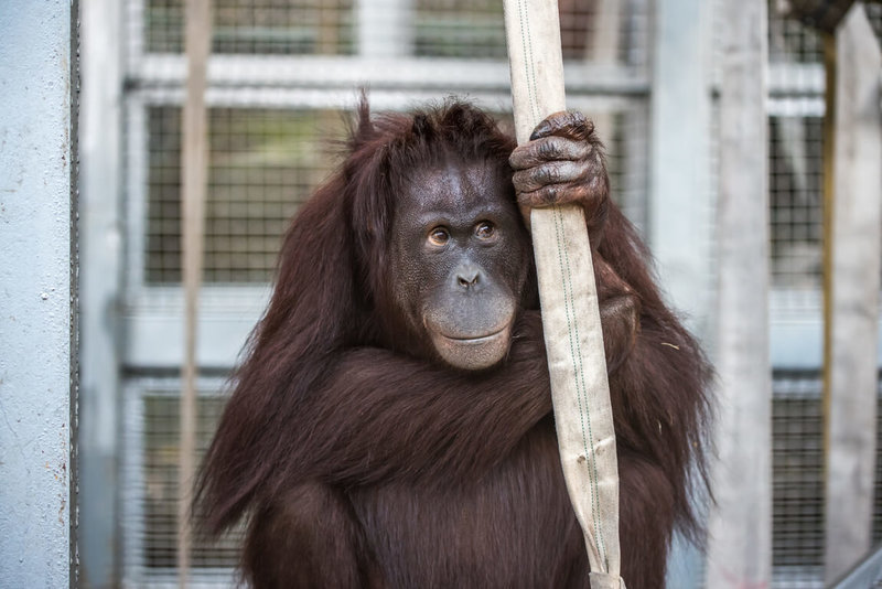 台北市立動物園說，29日與國立台灣大學生物資源暨農學院附設動物醫院外科合作，為園內紅毛猩猩「可乙」（圖）剖腹產雙胞胎。（動物園提供）中央社記者楊淑閔傳真 115年6月29日