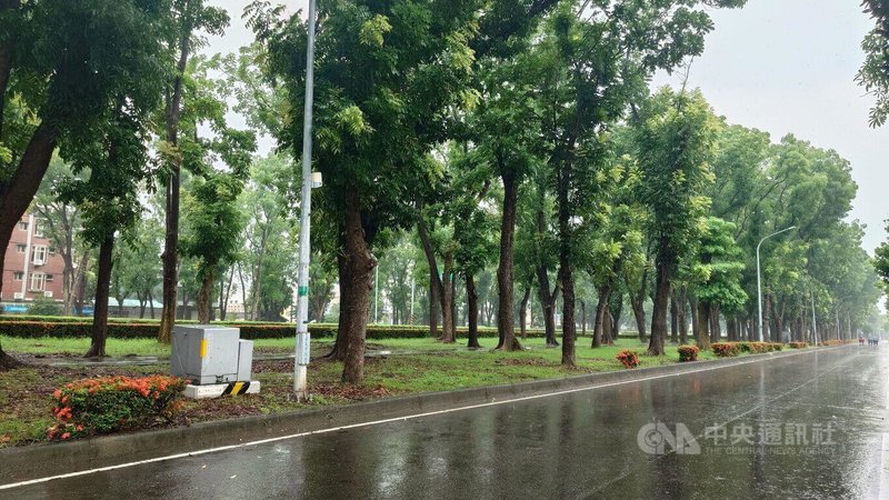 歷經7年觀測，綜合溫度熱指數（WBGT）分析顯示，嘉義地區熱壓力風險高居全台前列，因此環境部29日選在嘉義市舉辦首場「國土綠蔭氣候調適計畫說明會」。圖為嘉市世賢路桃花心木。中央社記者蔡智明攝　115年6月29日