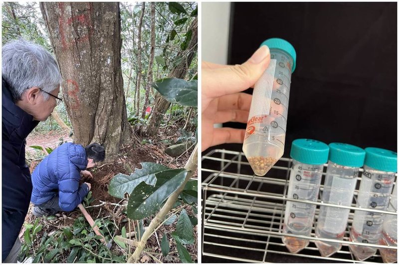 農業部林試所研究團隊近期從相思樹根部的共生微生物中，發現多株具備促進植物生長、提升耐鹽能力的優良菌株，為未來在貧瘠地或海岸地帶的造林工作，提供新的生物性解決方案。（林試所提供）中央社記者汪淑芬傳真　115年6月30日