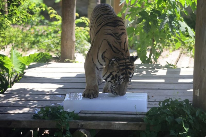 高雄壽山動物園推出暑假限定優惠，7月1日至8月31日，全國12歲以下兒童免費入園。（高雄市觀光局提供）中央社記者蔡孟妤傳真　115年7月1日