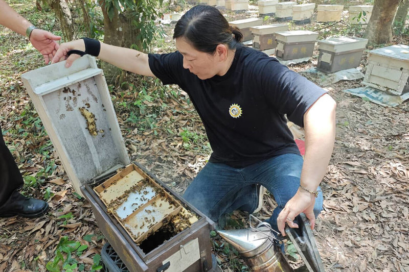 台南市新化區蜂農康眉香（圖）與苗栗區農業改良場合作，導入「蜜蜂雜交性狀保留技術」，成功培育兼具耐病性與高採蜜力改良蜂種，1日發表。中央社記者楊思瑞攝　115年7月1日