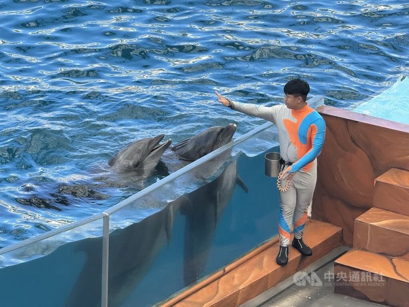 花蓮遠雄海洋公園7月起成立「海豚守護基地」,並透過海豚展現的自然行為,搭配動畫及專業解說,讓遊客在展演中認識海豚的行為、生態知識及保育教育。中央社記者張祈攝 115年7月2日