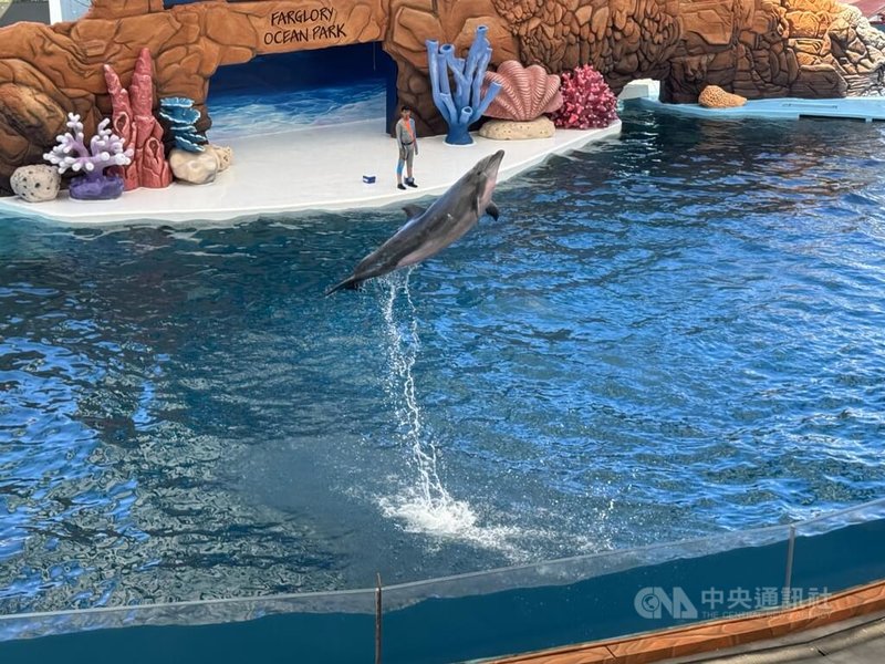 花蓮遠雄海洋公園7月起成立「海豚守護基地」,將海豚秀轉型為生態展演,透過海豚的自然行為,搭配動畫及專業解說,讓遊客在展演中認識海豚。中央社記者張祈攝 115年7月2日