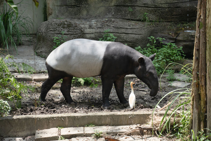 台北市立動物園經過10天歲修,即日起重新開園,遊客將有機會看到來自新加坡動物園的雄性馬來貘Bintang(意為星星)。(台北市立動物園提供)中央社記者楊淑閔傳真 115年7月2日