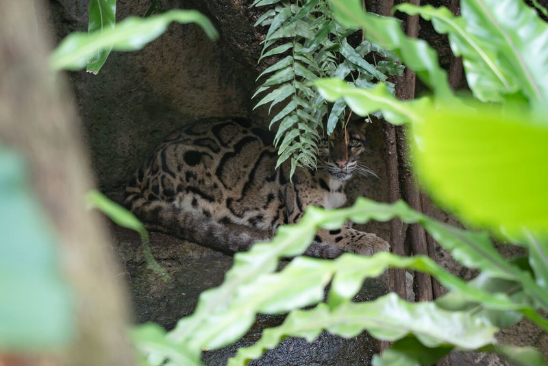 台北市立動物園2日表示,經過10天歲修,即日起重新開園,動物區更新可供動物攀爬的倒木或仿木棲架,雲豹Suki仍在適應活動場新增的植栽和倒木。(台北市立動物園提供)中央社記者楊淑閔傳真 115年7月2日