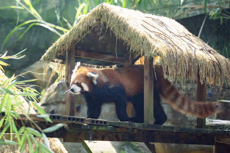 台北市立動物園經過10天歲修,即日起重新開園,動物園表示,來自日本旭山動物園的雌性小貓熊「茜茜」,在搬入溫帶動物區熟悉新環境後,開始在桉樹林旁的小貓熊活動場出沒,請遊客路過時輕聲細語。(台北市立動物園提供)中央社記者楊淑閔傳真 115年7月2日