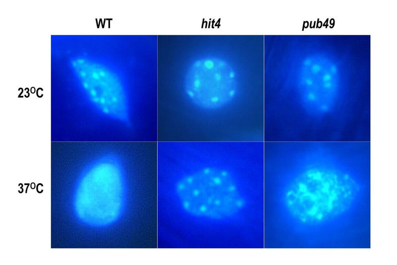 中央大學生命科學系團隊發現，植物核內E3泛素連接酶PUB49與耐熱蛋白HIT4協同作用，透過調控染色質結構重塑，揭開植物耐熱反應背後的重要機制。（研究團隊吳家榮提供）中央社記者陳至中台北傳真　115年7月2日