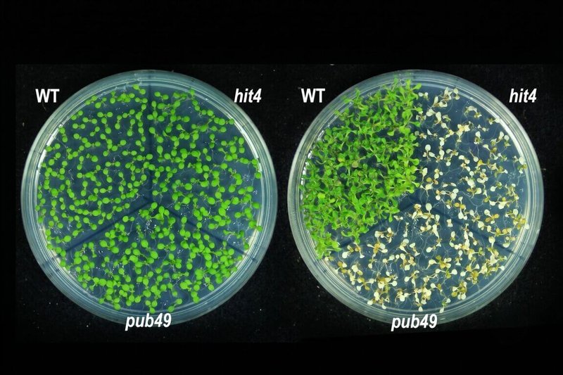 中央大學生命科學系團隊揭開植物耐熱反應背後的關鍵機制，左圖為常溫（攝氏23度），右圖為高溫（37度）下的植株生長情況。 （研究團隊吳家榮提供）中央社記者陳至中台北傳真　115年7月2日