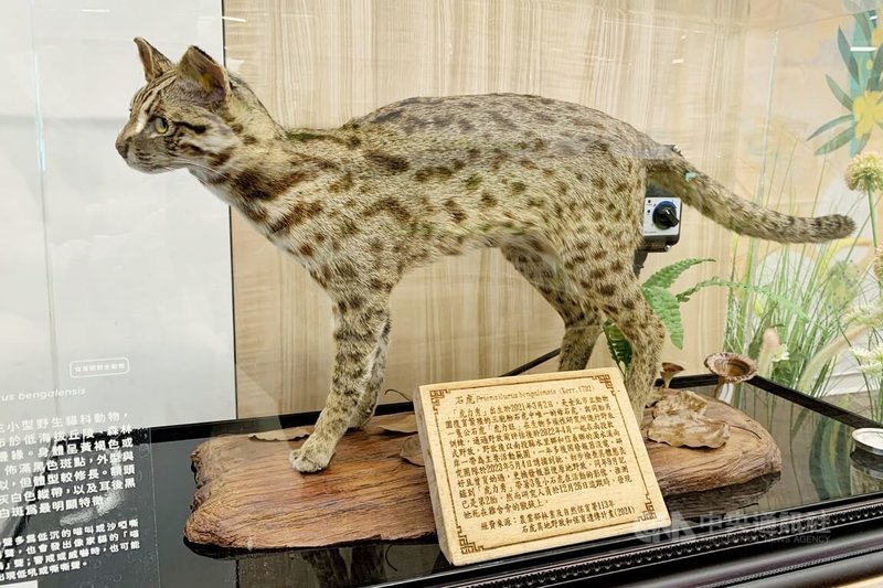 暑假到來,桃園市立圖書館7月起攜手農業部推出特展「五感山徑:台灣森林的感官之旅」,結合光影藝術、生態標本、植物香氣、木材聲響及互動閱讀等,為親子族群打造沉浸式森林體驗。中央社記者吳睿騏攝 115年7月2日