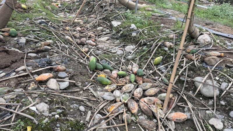 連日豪雨重創農作物，圖為屏東一處木瓜園因為田間淹水導致落果。（中央社檔案照片）