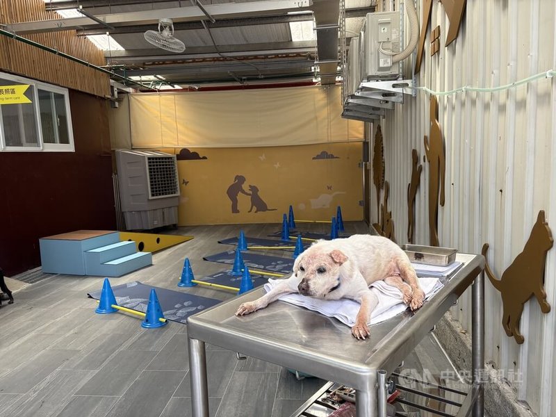 新北市中和動物之家轉型為全國首座動物長照園區，增設動物長照復健設施及戶外運動區，3日正式啟用。中央社記者曹亞沿攝　115年7月3日
