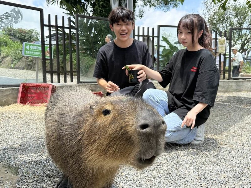 與溪頭、杉林溪園區同一條旅遊軸線的鹿芝谷園區飼養約15種、共80隻動物,包含水豚、陸龜、瓦萊黑鼻羊、柯爾鴨、梅花鹿、草原犬鼠等,吸引遊客參訪。中央社記者蕭博陽南投攝 115年7月3日