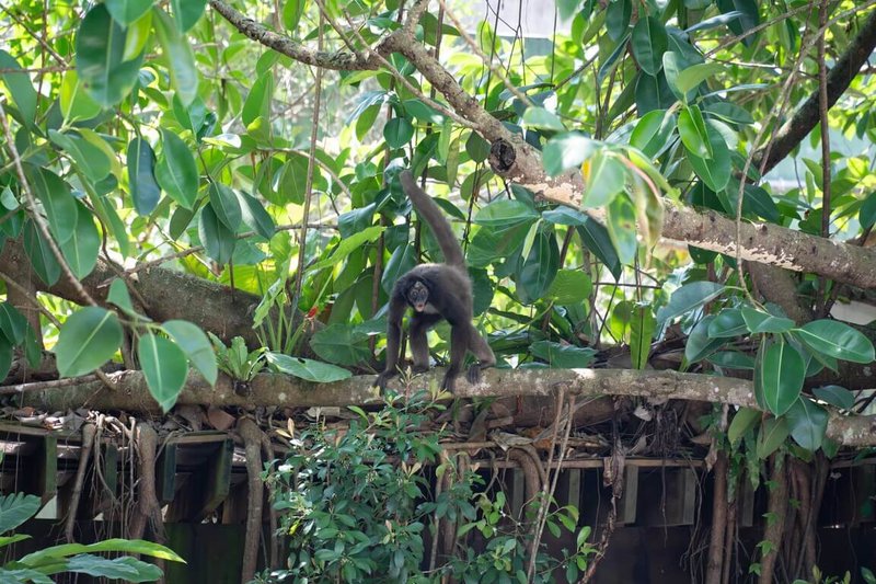 台北市立動物園4日發生棕蜘蛛猴脫逃事件，園方表示，事件是在群體打鬧時發生，脫逃的Paco已回後場休息，健康狀況良好、沒被霸凌，但仍會持續留意群體互動情形。（台北市立動物園提供）中央社記者陳昱婷傳真　115年7月4日