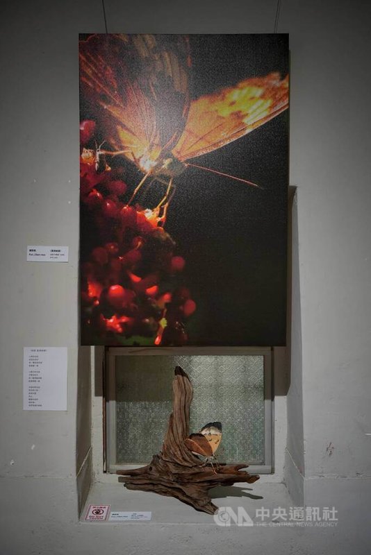 屏東木藝家潘辰皓4日起在新埤鄉共下咖啡推出新個展,呈現10件攝影、7件木雕作品,「秘密-黃襟蛺蝶」也在展出之列,展期將持續至9月6日。中央社記者黃郁菁攝 115年7月4日