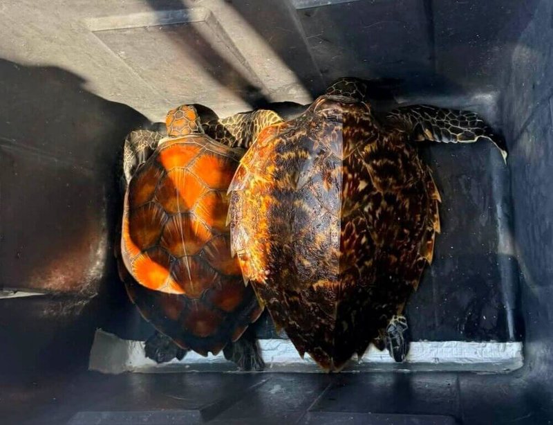 澎湖浮潛業者葉生弘5日帶著遊客在七美海域潛水時，意外救起2隻被廢棄漁網纏繞的海龜。澎湖縣農漁局表示，2隻纏網獲救的小幼龜，分別是綠蠵龜與玳瑁，目前由海龜收容中心安置照護。（葉生弘提供）中央社　115年7月5日