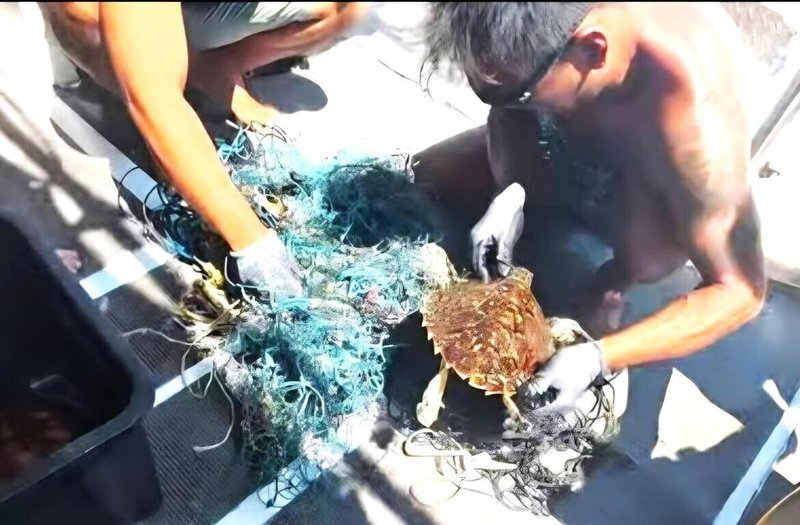 澎湖浮潛業者葉生弘5日帶著遊客前往七美海域進行潛水浮潛，發現2隻海龜被廢棄漁網纏繞，剪開漁網將其救出後，立即返航並通報岸巡七美安檢所，送交安檢單位進行救置。（葉生弘提供）中央社　115年7月5日