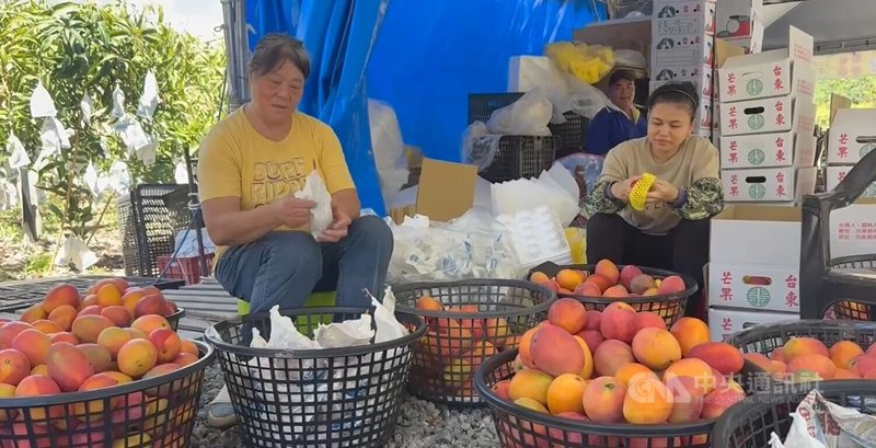 颱風巴威暴風侵襲台東機率57%,種植芒果的農民趕在颱風侵襲前採收,套上套袋準備銷售,盼減少財損。中央社記者盧太城攝 115年7月7日