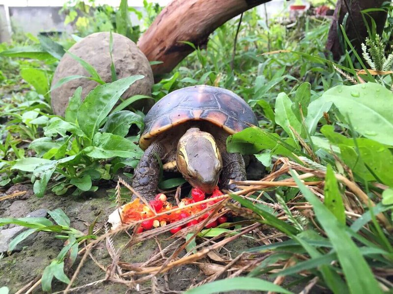 林業及自然保育署嘉義分署轄下觸口龜類保育教育園區7月下旬將開放團體參訪，邀請雲嘉南地區國中小師生及國內相關NGO團體報名參加認識龜類生態。圖為園區內照養的食蛇龜。（林保署嘉義分署提供）中央社記者蔡智明傳真　115年7月8日