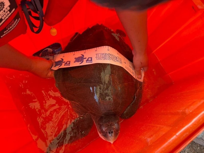 小琉球白沙漁港港口處8日發現1隻活體海龜,海巡人員與漁民救援上岸後,協助移除纏繞漁網,並依程序通報海保救援網(MARN)協處,後續由海保署高雄海洋保育站送往海生館進一步檢查與治療。(海巡署南部分署第五岸巡隊提供)中央社記者黃郁菁傳真 115年7月8日