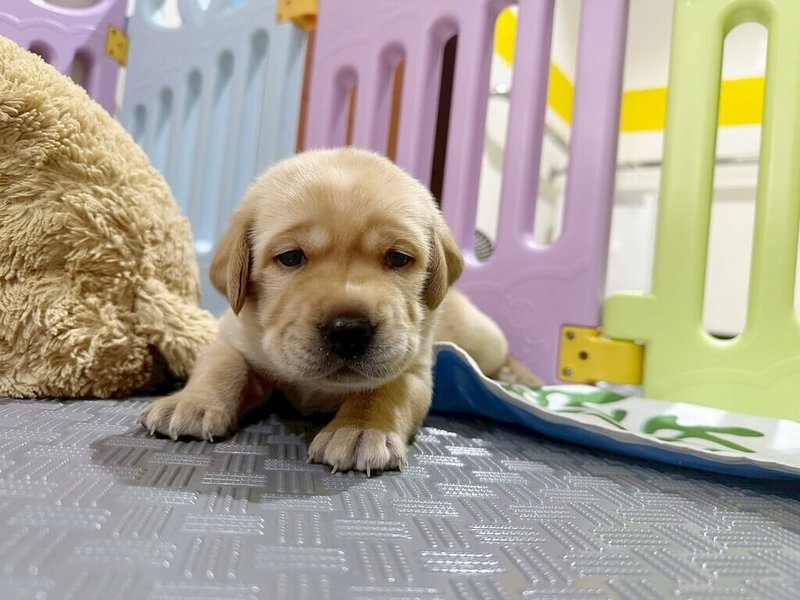 惠光導盲犬學校表示,導盲犬媽媽Tessa日前產下5隻拉布拉多幼犬,現正招募寄養家庭,寄養期間的飼料、醫療及相關用品皆由學校及贊助單位提供,寄養家庭無須負擔費用。(惠光導盲犬學校提供)中央社記者黃旭昇傳真 115年7月8日