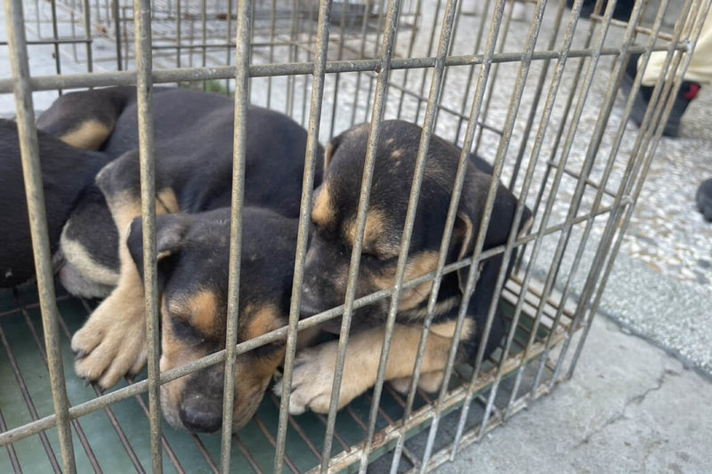 台南市動保處獲報指稱安南區一處外籍移工租住處疑有宰殺犬隻情事，稽查未發現明確事證，但屋外有6犬疑飼主未妥善管理，帶回安置。（台南市政府提供）中央社記者楊思瑞台南傳真 115年7月8日