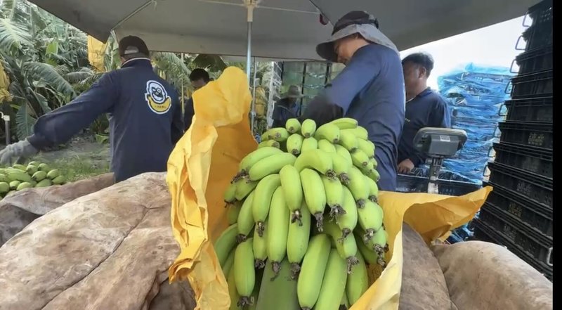 颱風巴威逼近,中央氣象署表示,目前預測以通過台灣東北方近海的機會最高,但若與地形交互影響,不排除更靠近台灣。圖為台東香蕉農趁著天氣晴朗,搶收香蕉。(民眾提供)中央社記者張祈傳真 115年7月8日