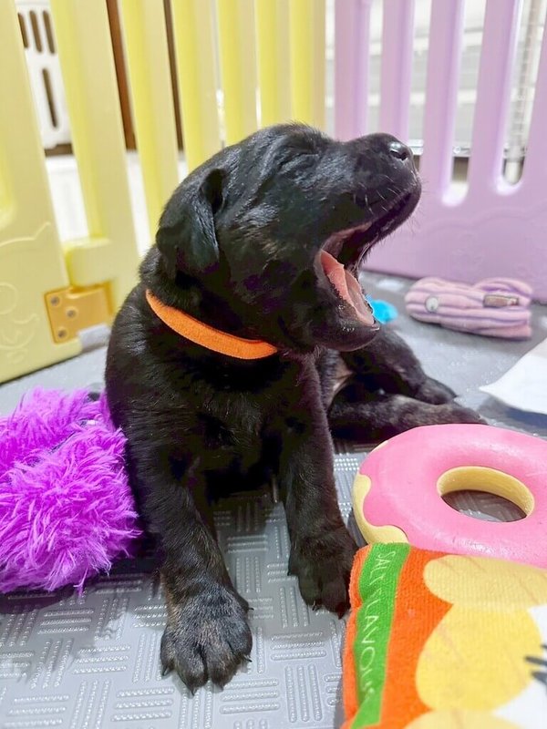 惠光導盲犬學校導盲犬媽媽Tessa日前產下5隻拉布拉多幼犬,惠光表示,目前只有2戶已確定的寄養家庭,還缺少3戶家庭,希望有意願的民眾陪伴牠們踏上成為「開路天使」的旅程。(惠光導盲犬學校提供)中央社記者黃旭昇傳真 115年7月8日
