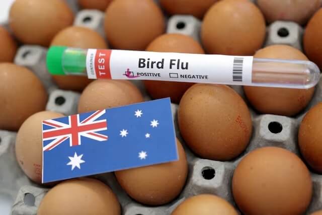 澳洲本土一隻鳳頭燕鷗檢驗出高傳染性的H5N1禽流感病毒。圖為示意圖。（路透社）