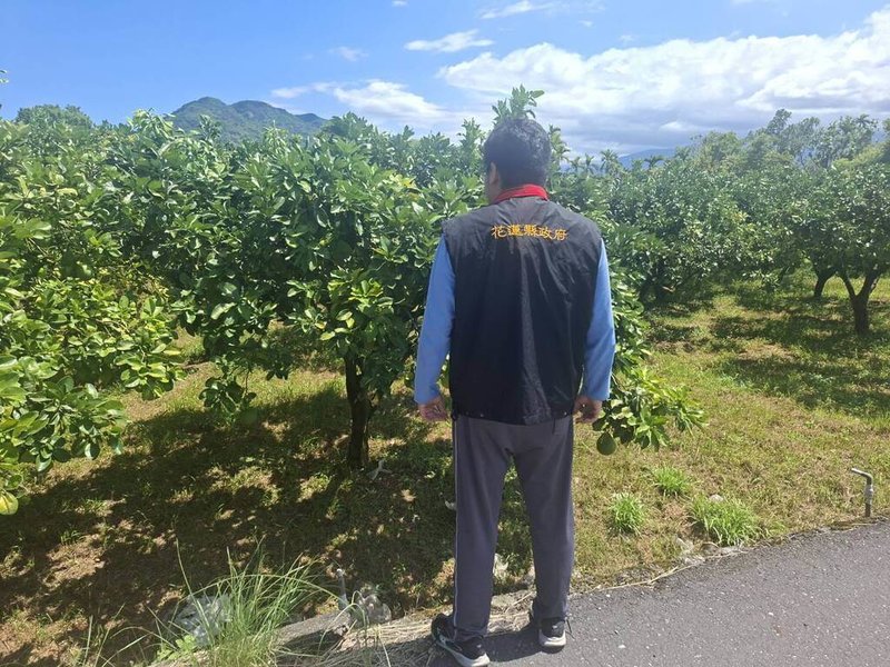 花蓮縣政府表示，3月以來降雨不足，影響部分文旦柚生長及著果情形，縣府派員前往產區了解災情，依規定提報農業部；農業部公告為現金救助地區，每公頃補助新台幣9萬5000元，即日起至24日止受理申請。（花蓮縣政府提供）中央社記者李先鳳傳真　115年7月13日