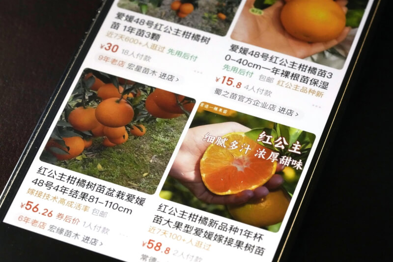 中國網購平台上出現販售日本愛媛縣的高級柑橘「紅公主」幼苗的品項。（共同社）